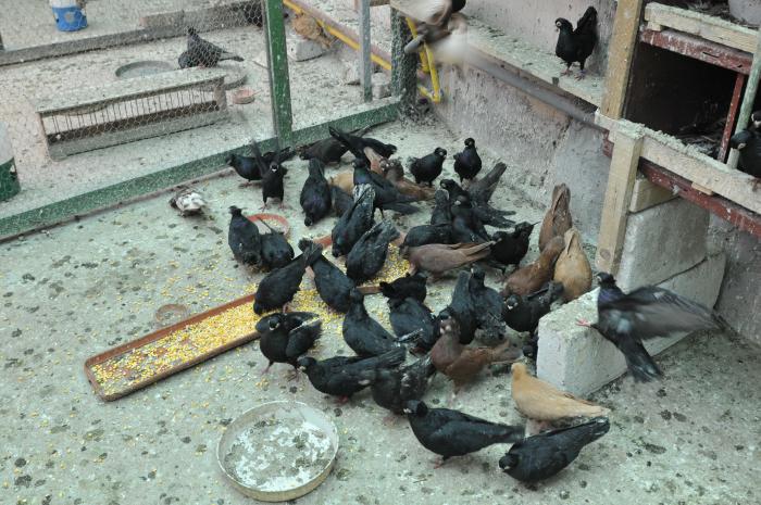 Picture 159 - jucatori de constanta