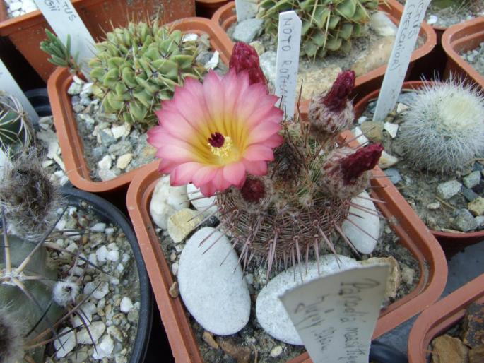 Notocactus rutilans