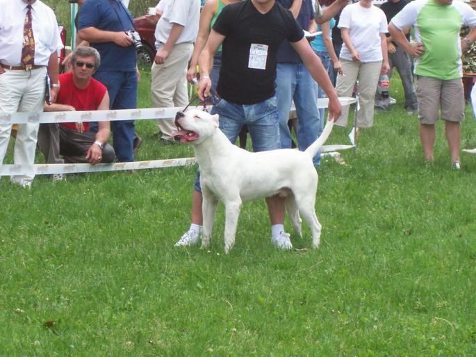 mascul deume - Parintii puilor de dog argentinian