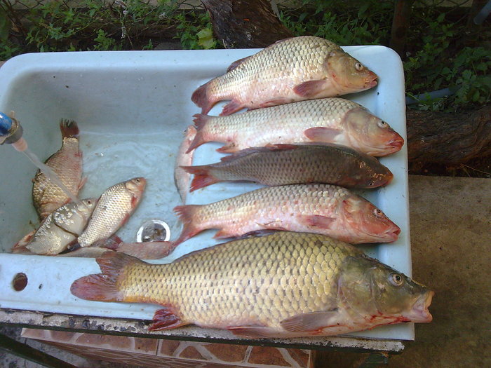 AUGUST 2009 - Capturi la pescuit