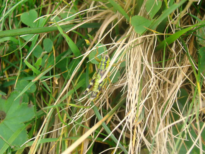 DSC00339