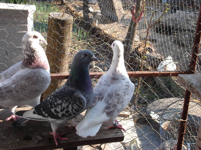 142 - E Porumbei Voiajor Standard Vechi