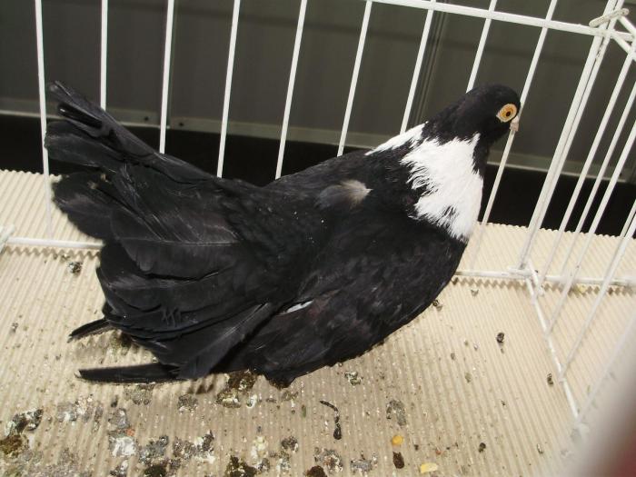 negrub 2 - 1506 2 porumbei rz