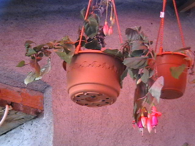 fuchsia Ani