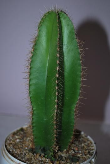 Isolatocereus dumortieri - Cactusii mei
