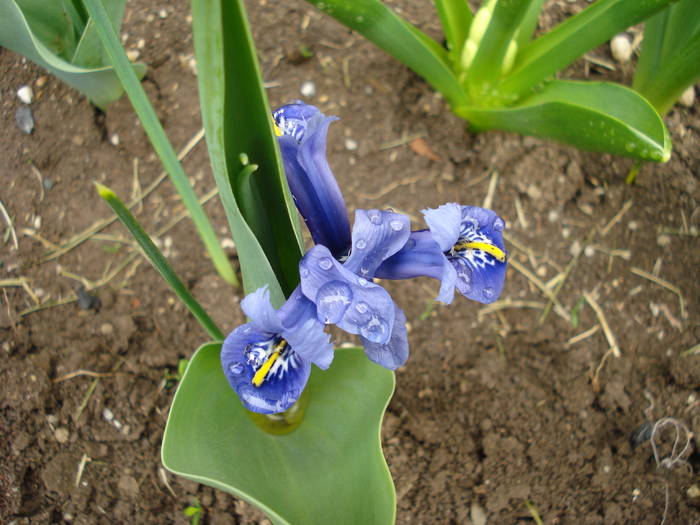 Iris reticulata Harmony (2009, April 01) - Iris reticulata Harmony