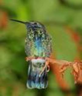 ASsa - pasari colibri