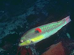 084 - poze muuuuuuuuuuuuuulte