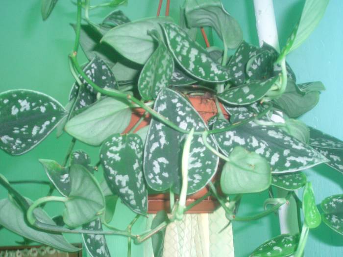 Scindapsus pictus - plantele mele de interior