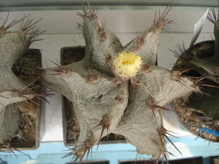 Astrophytum