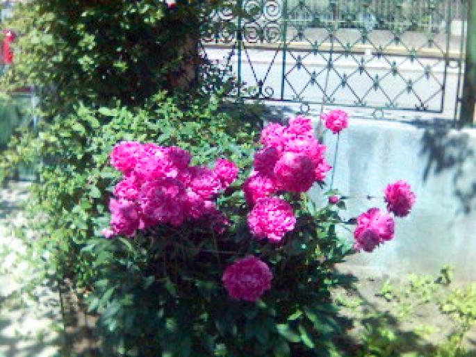bujori - flori de gradina