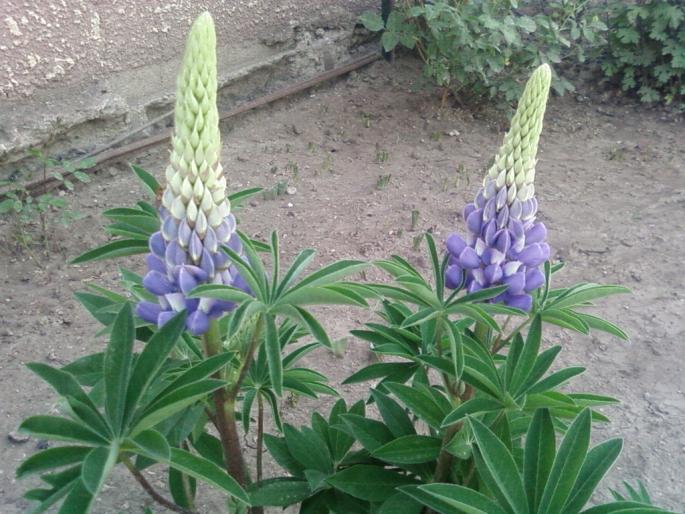 lupin - flori 2007