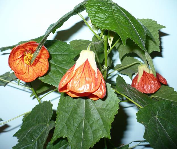 P1110106 - ABUTILONI