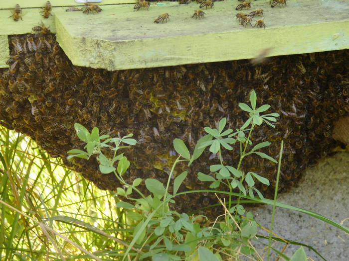 iulie 2009-2 027 - albine 2009