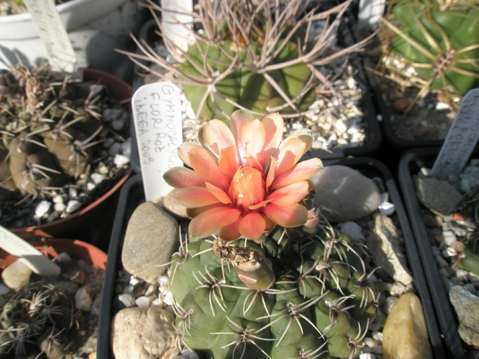 Gymnocalycium - 23.08 - flori in ziua de 23-08-2009