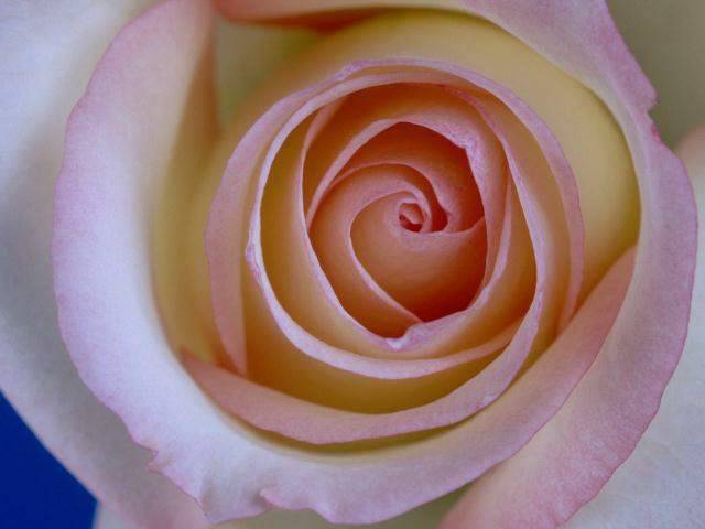 rose016 - Trandafiri