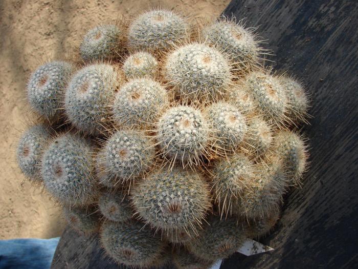 Mammilaria geminispina