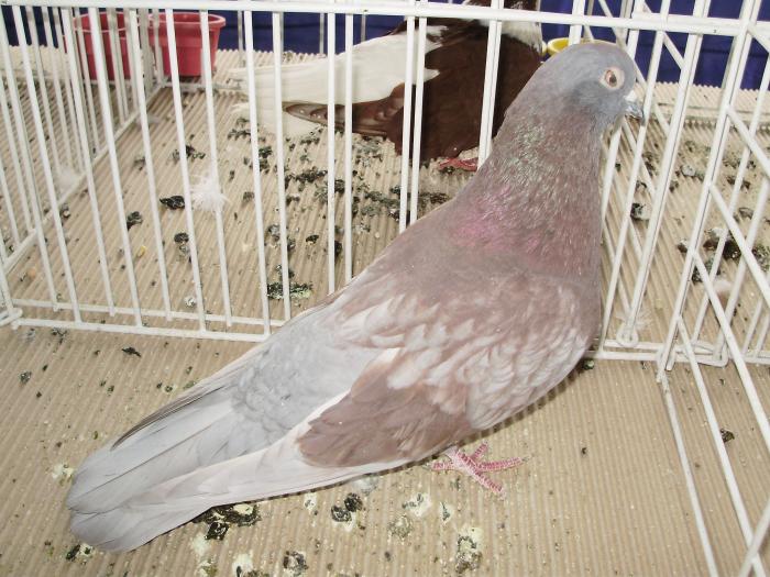 ciung 4 - 1506 2 porumbei rz