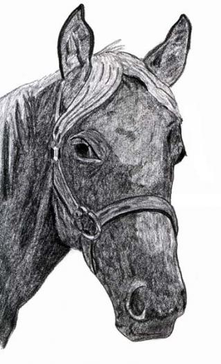Horses1