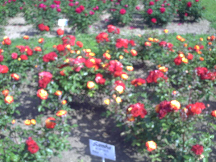 PICT0158 - EXCURSIE  in DELTA