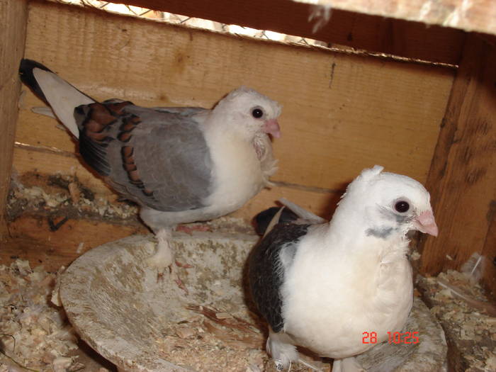 68 - C Porumbei Blueti si Satineti Vechi