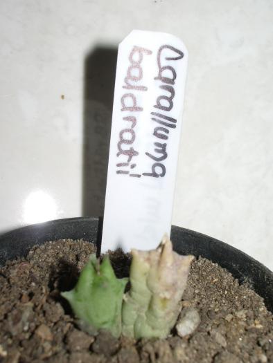 Rotation of IMGP7379 - Asclepiadaceae