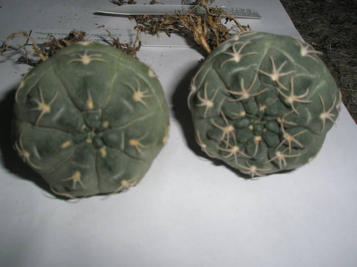 Gymnocalycium uebelmannianum 2 plante