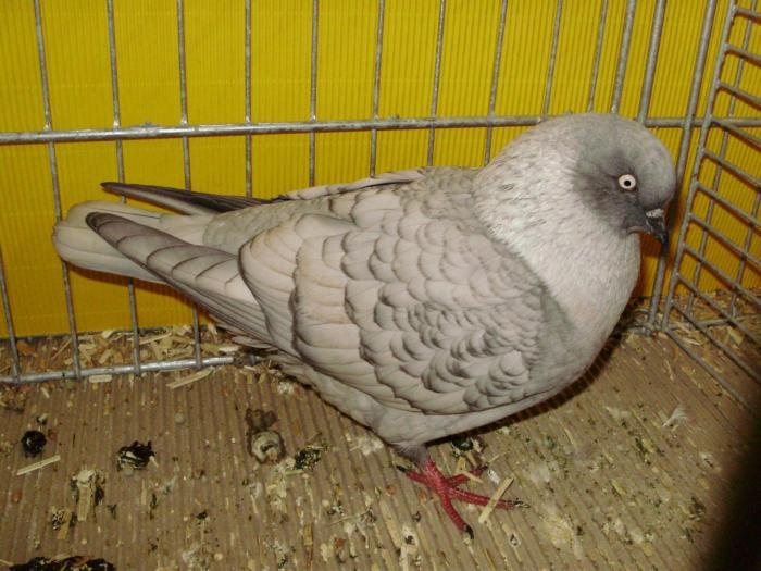 15018 koln hellgrau dunkelgesaumt 0 - 1505 partea 7