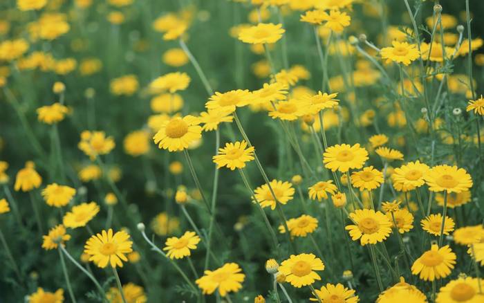 yellow_chrysanthemum-1280x800 - Flori