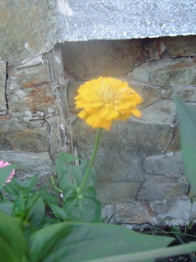 carciumareasa galbena - Plantele mele de terasa si exterior