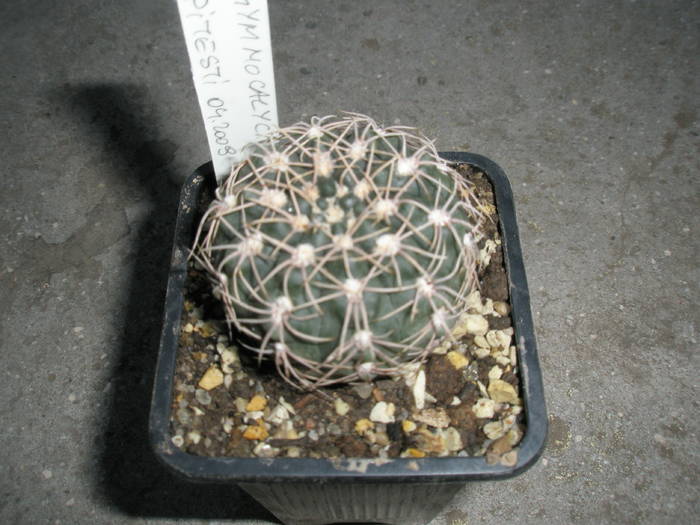 Gymno - planta - RADACINI de cactus