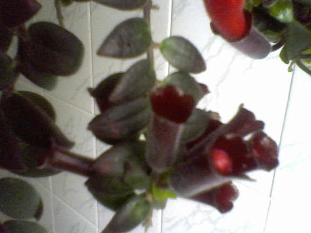 Picture 006 - florile mele