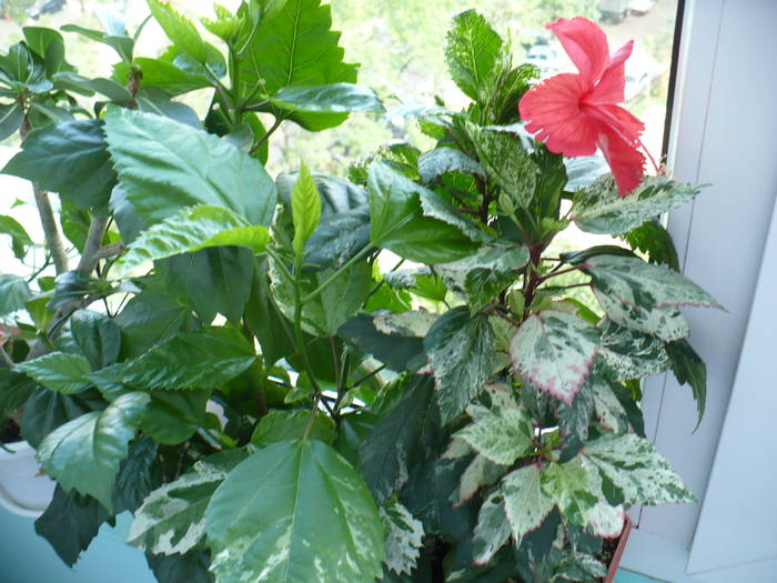 P1140766 - HIBISCUSI