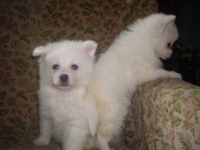 Spitz mic German; fetita si baiat 9 sapt plecati la Bucuresti
