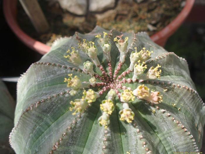 Euphorbia obessa -masculin