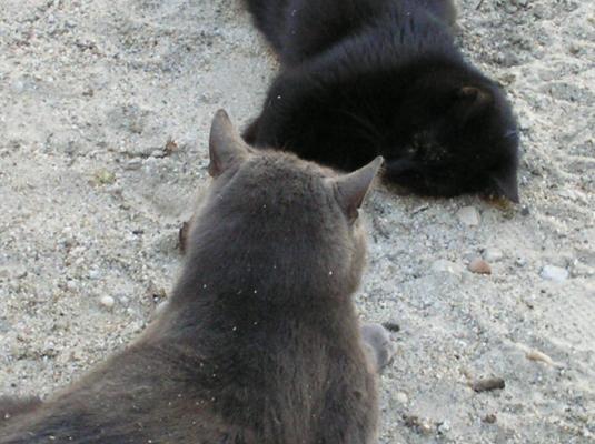 P3280035; pisoii mei:D
