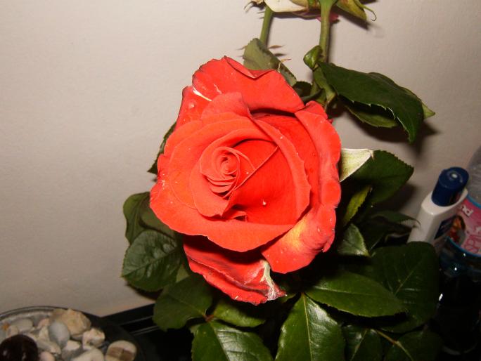 005 - trandafiri    ROSES