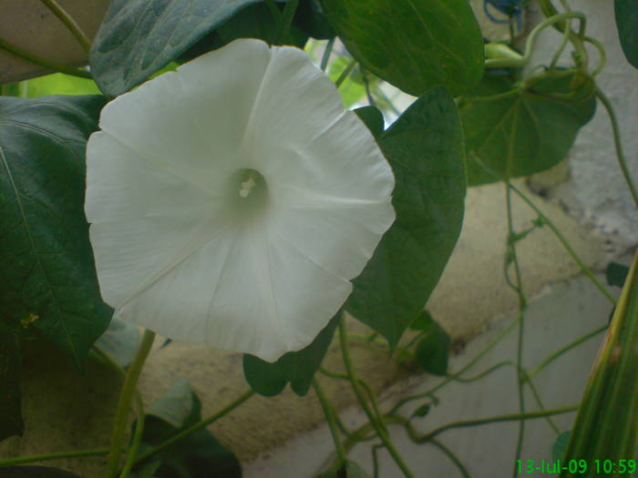 Ipomoea - Hibiscus 2009