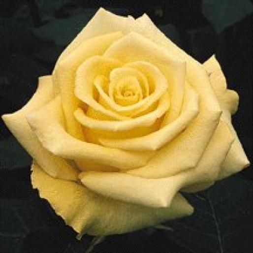 ROSE142 - Trandafiri