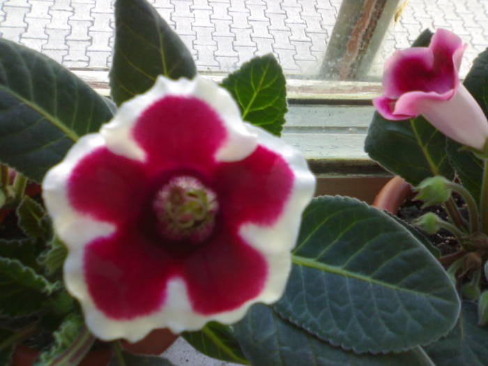 Kaiser Friedrich - primele flori - Gloxinia 2009