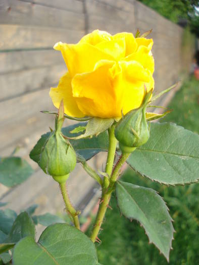 Rose Friesia (2009, May 14) - Rose Friesia