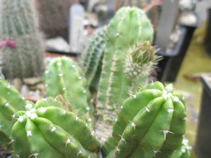 P6010095 - plantele lui George Nitu