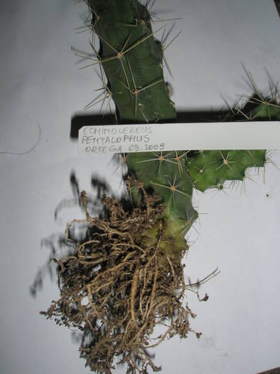 Echinocereus pentalophus - RADACINI de cactus