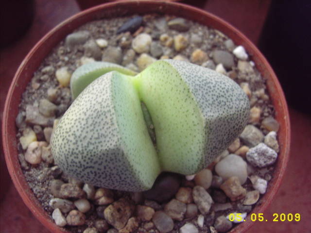 Pleiospilos Bolusii - cactusi si  suculente 09
