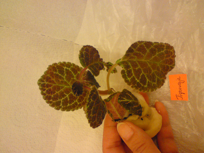 Episcia Lituania - Tigrovaja; Episcia Lituania - Tigrovaja
