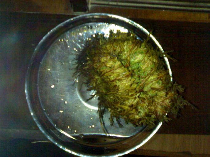 Rose of Jericho; inceputuri
