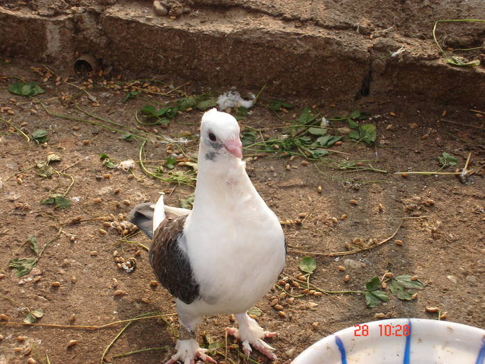 63 - C Porumbei Blueti si Satineti Vechi
