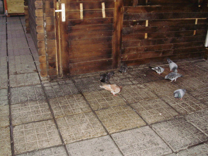 P9040072 - 18g Timisoara