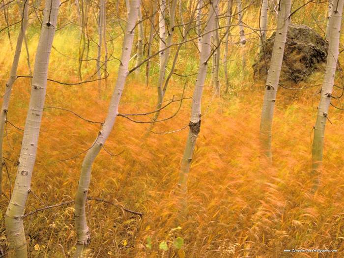 Aspens and Windblown Grasses, Idaho