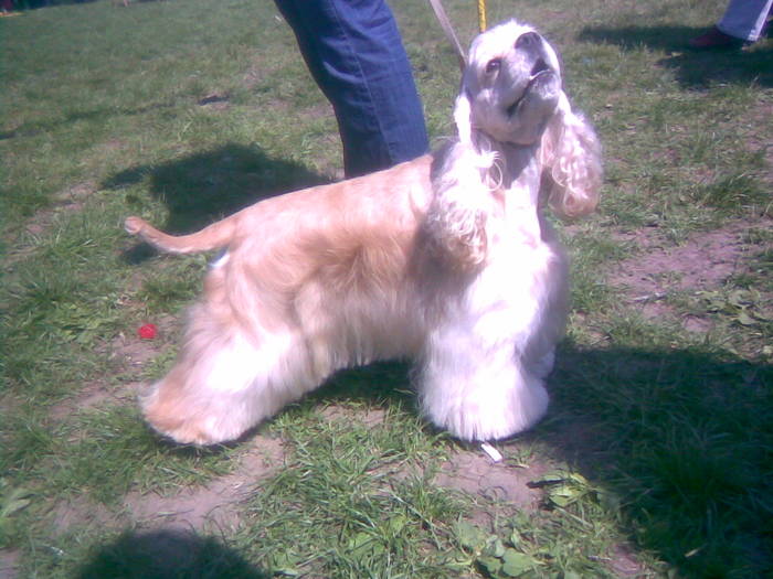 american cocker spaniel - 7 Expo Canisa 2009